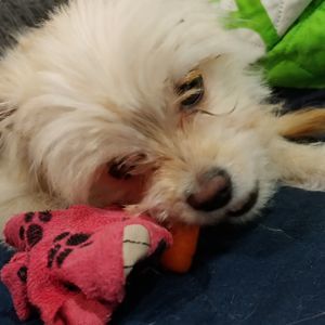 Meet your Posher, Diana